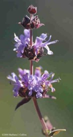 Salvia mellifera