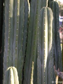 Trichocereus pachanoi 