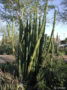 Trichocereus pachanoi 