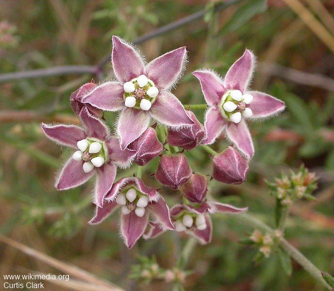 Exotische Nutz und Zierpflanzen Sarcostemma cynanchioides