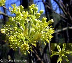 Sassafras albidum