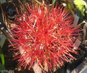 Scadoxus multiflorus ssp. multiflorus