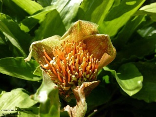 Scadoxus membranaceus