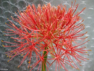 Scadoxus multiflorus ssp. multiflorus