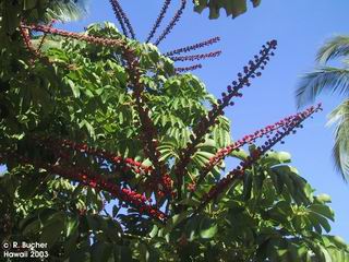 Schefflera actinophylla