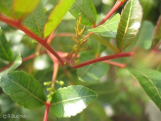 Schinus terebinthifolius