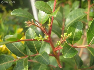 Schinus terebinthifolius