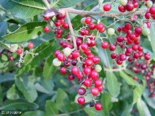 Schinus terebinthifolius