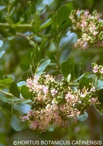 Schotia latifolia