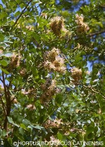 Schotia latifolia