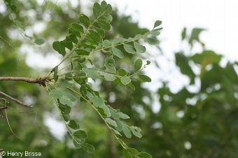 Sclerocarya birrea ssp. caffra