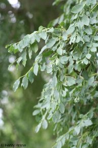 Sclerocarya birrea ssp. caffra