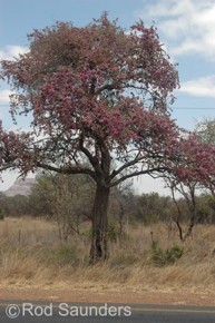 Securidaca longipedunculata 