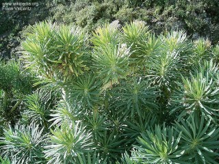 Senecio kleinia