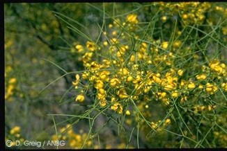 Senna artemisioides