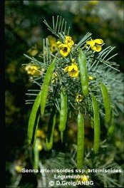 Senna artemisioides