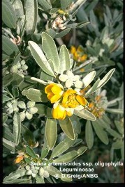 Senna artemisioides