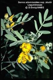 Senna artemisioides