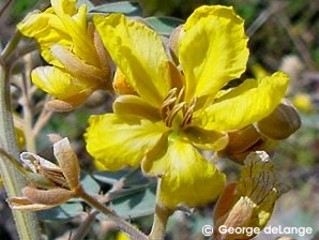 Cassia covesii