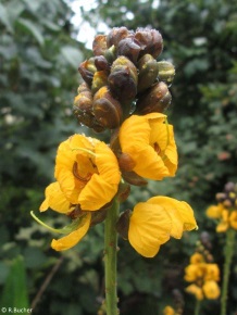 Senna didymobotrya