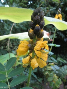 Senna didymobotrya