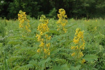 Senna hebecarpa