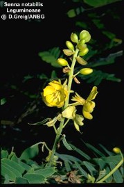 Senna notabilis