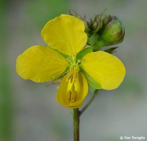 Senna occidentalis