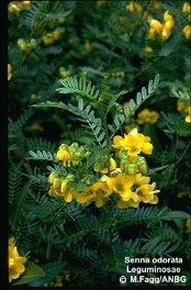 Senna odorata