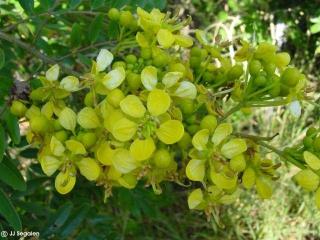 Senna siamea