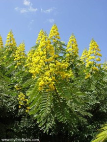 Senna spectabilis