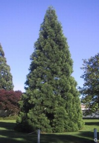Sequoiadendron giganteum 