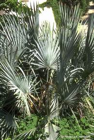 Serenoa repens 'green'