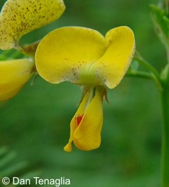 Sesbania herbacea