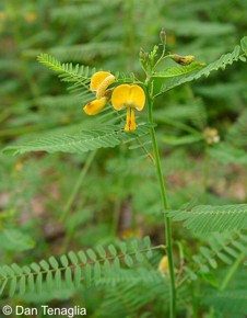 Sesbania herbacea 