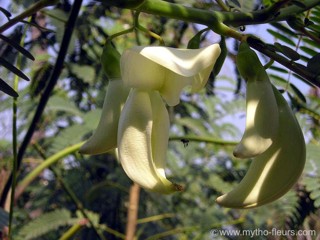 Sesbania grandiflora