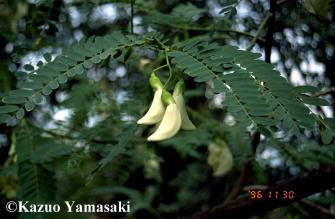 Sesbania grandiflora