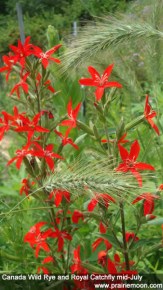 Silene regia