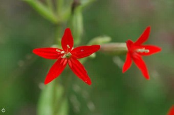 Silene regia