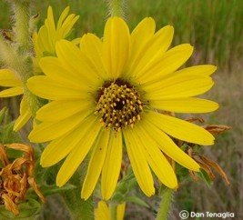 Silphium laciniatum 