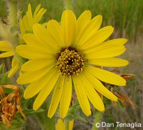 Silphium laciniatum 