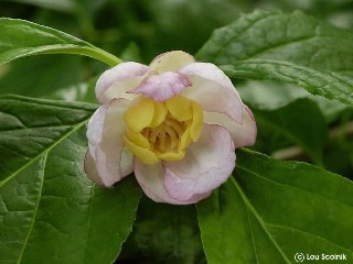 Sinocalycanthus chinensis