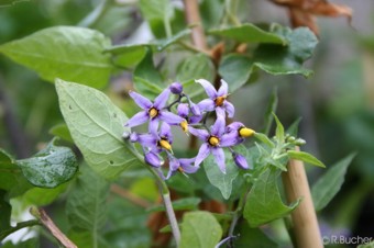 Solanum dulcamara