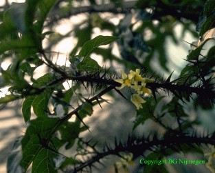 Solanum atropurpureum