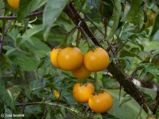 Solanum atropurpureum