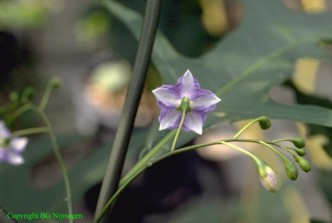 Solanum aviculare