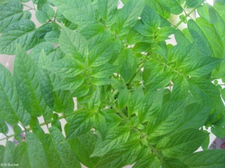 Solanum caripense