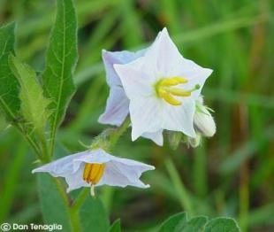 Solanum carolinense