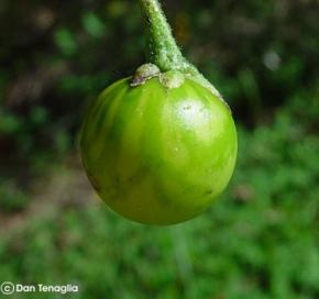 Solanum carolinense