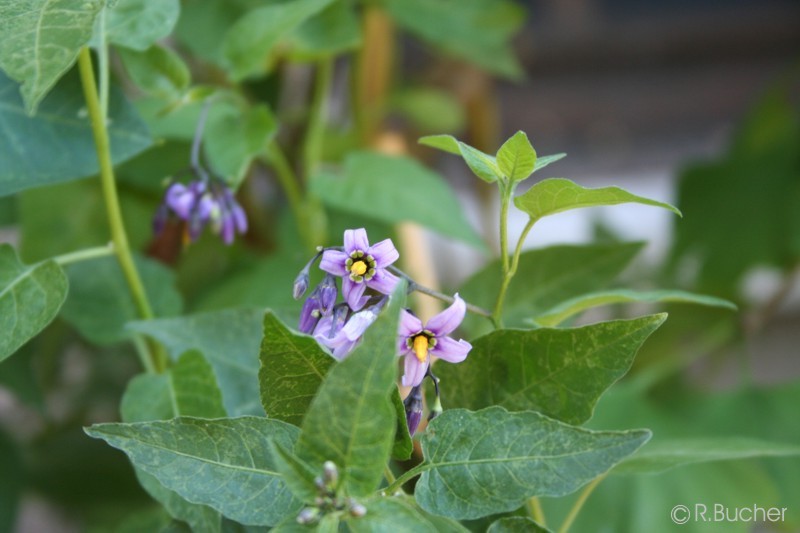 Exotische Nutz und Zierpflanzen Solanum dulcamara